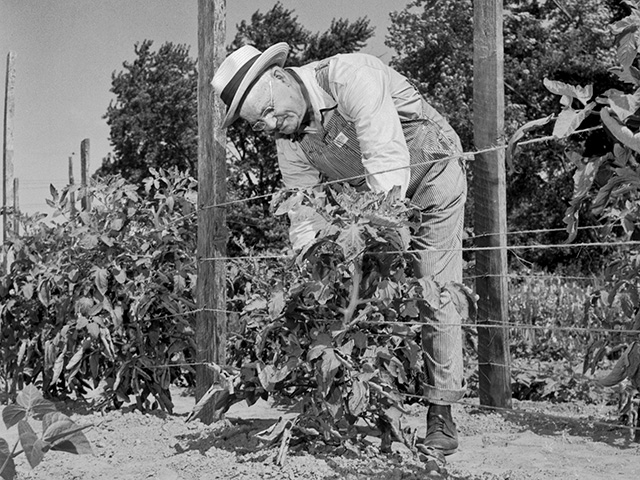 A farmer works his tomato garden in Arkansas in 1958, Image by John McKinney